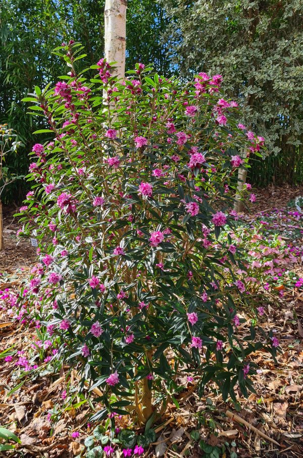 Daphne 'Cobhay Purple Clouds' at Junker's Nursery