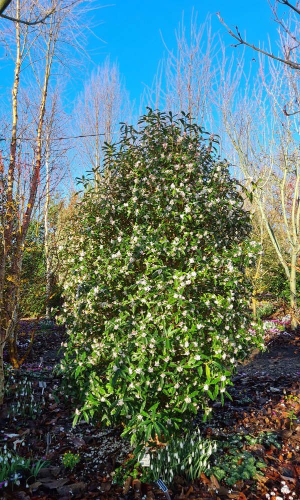 Daphne bholua Cobhay Coral from Junker's Nursery