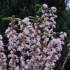 Daphne 'Cobhay Pink Delight'  from Junker's Nursery