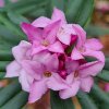 Daphne 'Cobhay Purple Clouds'  from Junker's Nursery