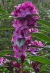 Daphne 'Cobhay Purple Clouds'  from Junker's Nursery