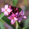 Daphne Cobhay Purple Clouds from Junker's Nursery