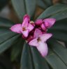 Daphne 'Cobhay Purple Pillar' from Junker's Nursery