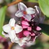 Daphne bholua Jacqueline Postil from Junker's Nursery