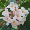 Daphne bholua Cobhay Coral from Junker's Nursery