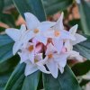 Daphne bholua 'Cobhay Debut'