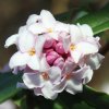 Daphne bholua 'Darjeeling' from Junker's Nursery