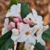 Daphne bholua 'Garden House Enchantress'  from Junker's Nursery