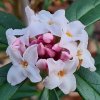 Daphne bholua 'Garden House Sentinel'  from Junker's Nursery