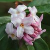 Daphne bholua cultivars from Junker's Nursery