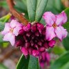 Daphne bholua 'Mary Rose'  from Junker's Nursery