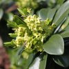 Daphne pontica hybrid  from Junker's Nursery