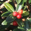 Daphne tangutica (berries) at Junker's Nursery