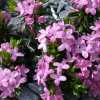 Daphne arbuscula
