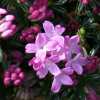 Daphne arbuscula Radicans