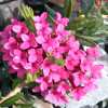 Daphne cneorum Benaco