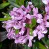 DAPHNE susannae Tichborne 