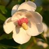 Magnolia Sieboldii Colossus