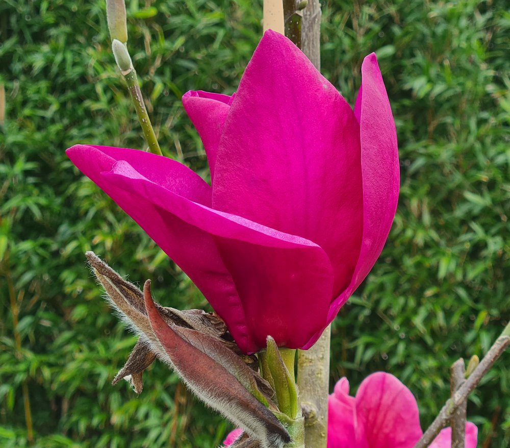 Magnolia 'Anne Leitner' at Junker's Nursery