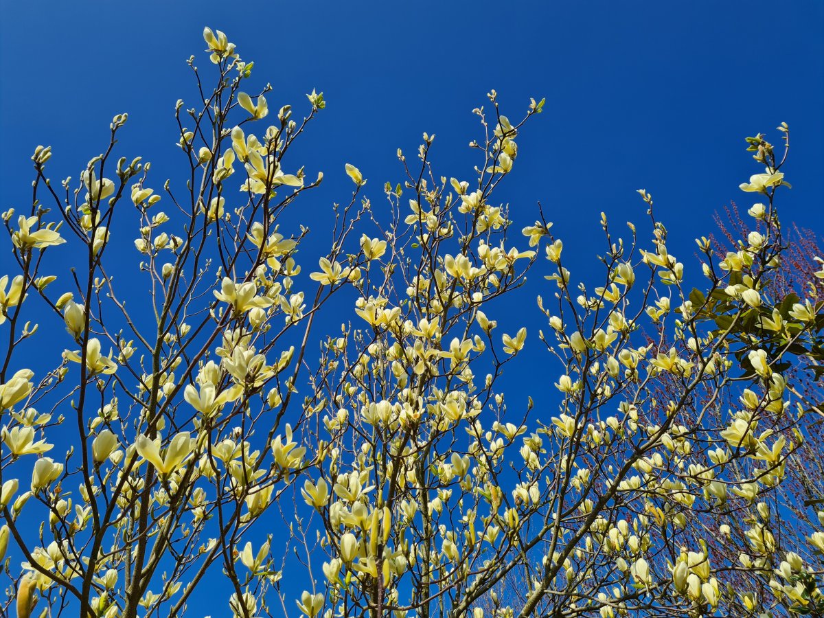 Magnolia 'Goldfinch' at Junker's Nursery