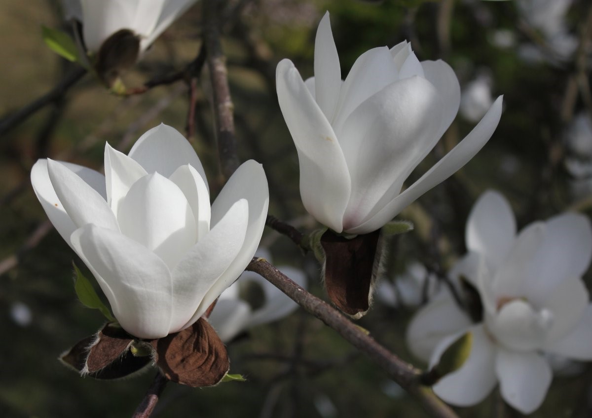 Magnolia 'Joli Pompom' at Junker's Nursery