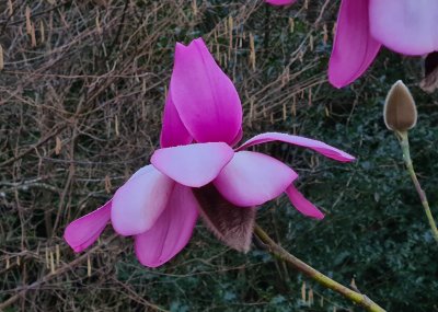 Magnolia campbellii 'Piet van Veen' at Junker's Nursery