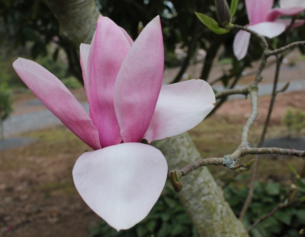 Magnolia 'Star Wars' at Junker's Nursery