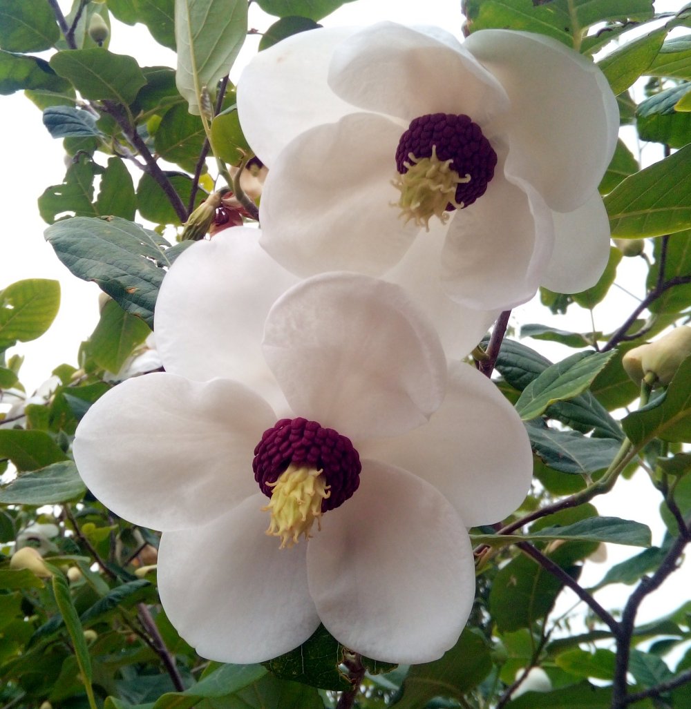 Magnolia sieboldii 'Pride of Norway' at Junker's Nursery