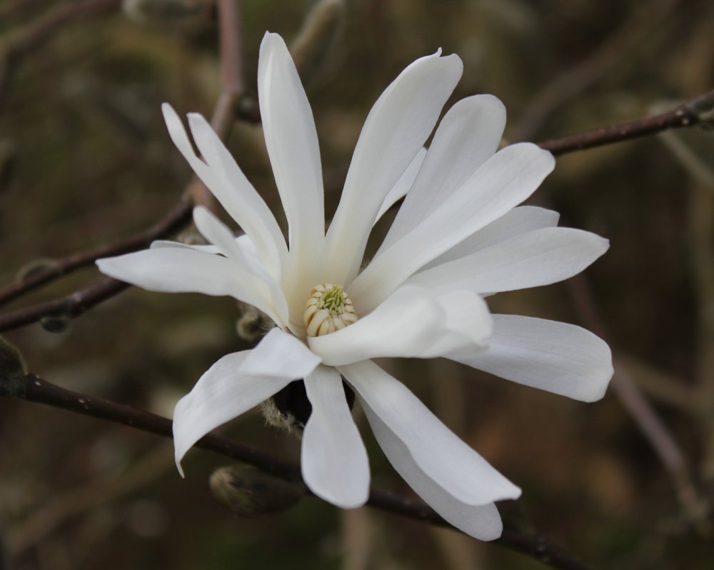 Magnolia x loebneri 'Willowwood' at Junker's Nursery