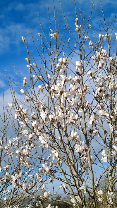 Magnolia zenii 'Pink Parchment' at Junker's Nursery