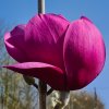 Magnolia 'A. E. Bold' at Junker's Nursery