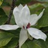 Magnolia x wieseneri 'Aashild Kalleberg' at Junker's Nursery