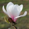 Magnolia 'Alex' at Junker's Nursery
