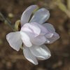 Magnolia stellata 'Alixeed' at Junker's Nursery