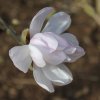 Magnolia stellata 'Alixeed' at Junker's Nursery