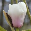 Magnolia 'Angel's Landing' at Junker's Nursery