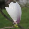 Magnolia 'Angelica' at Junker's Nursery