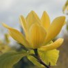 Magnolia 'Anilou' at Junker's Nursery
