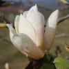 Magnolia 'Anna' at Junker's Nursery