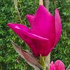 Magnolia 'Anne Leitner' at Junker's Nursery