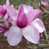 Magnolia 'Apollo' at Junker's Nursery