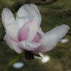 Magnolia 'Atlas' at Junker's Nursery