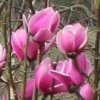 Magnolia 'Aurora' at Junker's Nursery