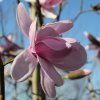 Magnolia dawsoniana 'Barbara Cook' at Junker's Nursery