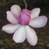 Magnolia campbellii 'Betty Jessel' at Junker's Nursery