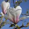 Magnolia 'Big Dude' at Junker's Nursery