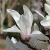 Magnolia cylindrica 'Bjuv' at Junker's Nursery