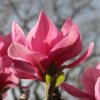Magnolia 'Blushing Belle' at Junker's Nursery