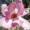Magnolia 'Brett' at Junker's Nursery