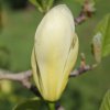 Magnolia 'Carlos' at Junker's Nursery